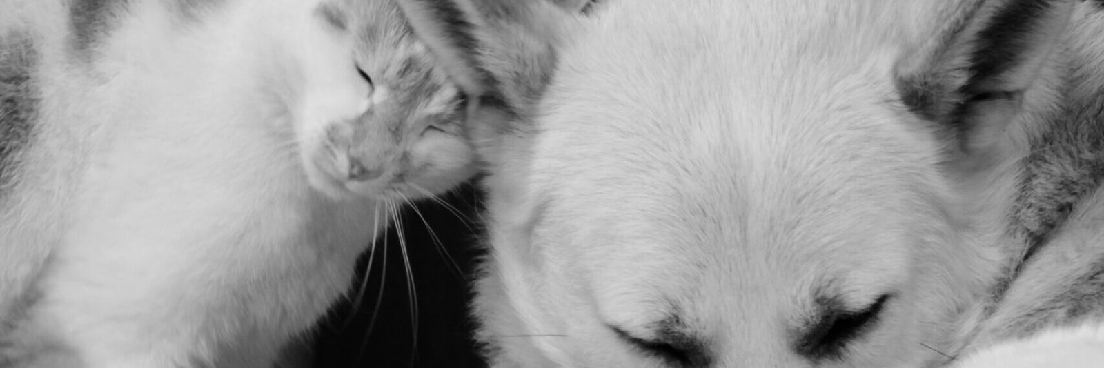 Happy Paws & Tails Hub