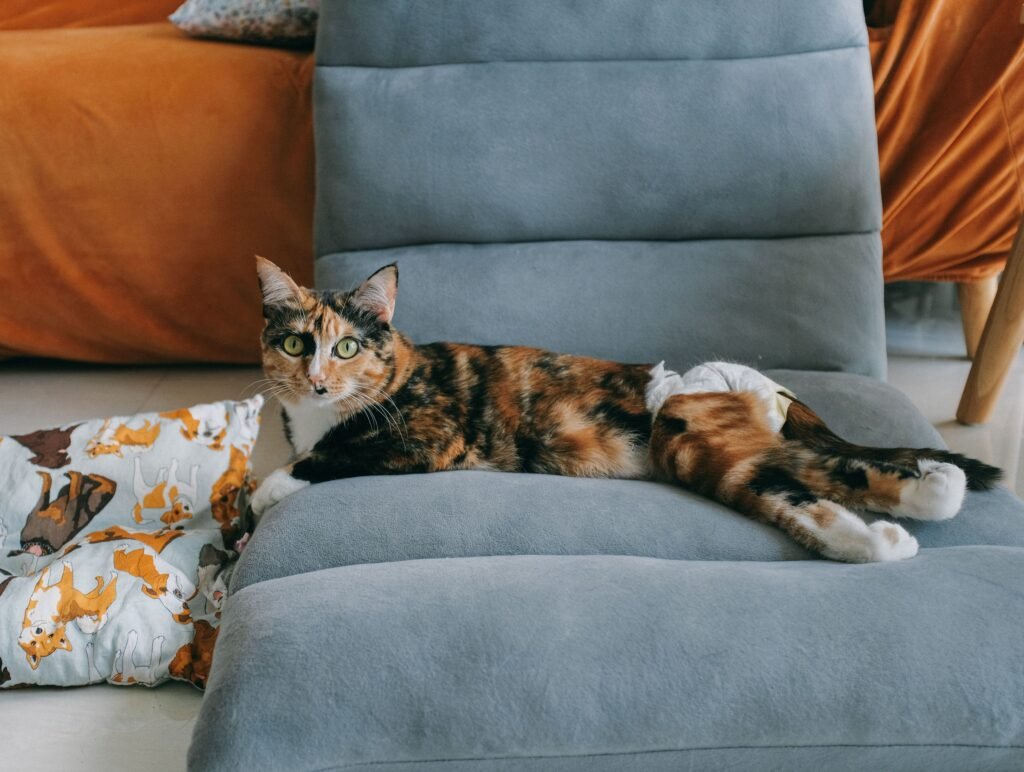stop cat scratching furniture